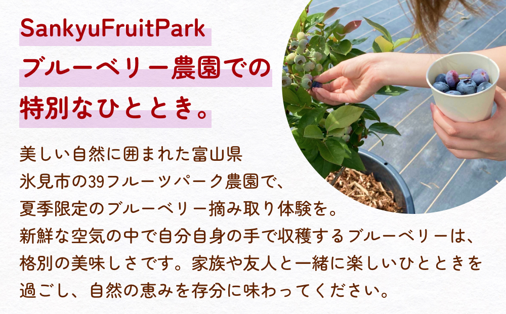 ブルーベリー摘み取り体験 小2パック（200～300グラム程度）