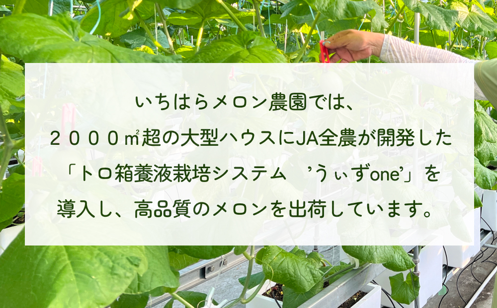 【訳あり】富山県産 アールスメロン（おまかせ計2個）  富