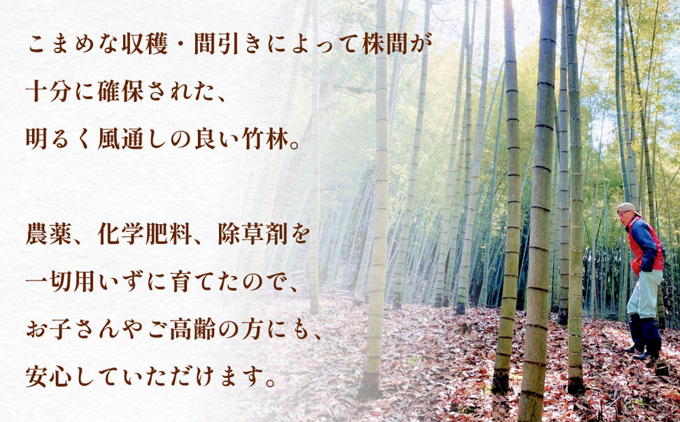 富山県産 旬の 天然 タケノコ 3kg 朝掘り 採れたて発送 ＜農