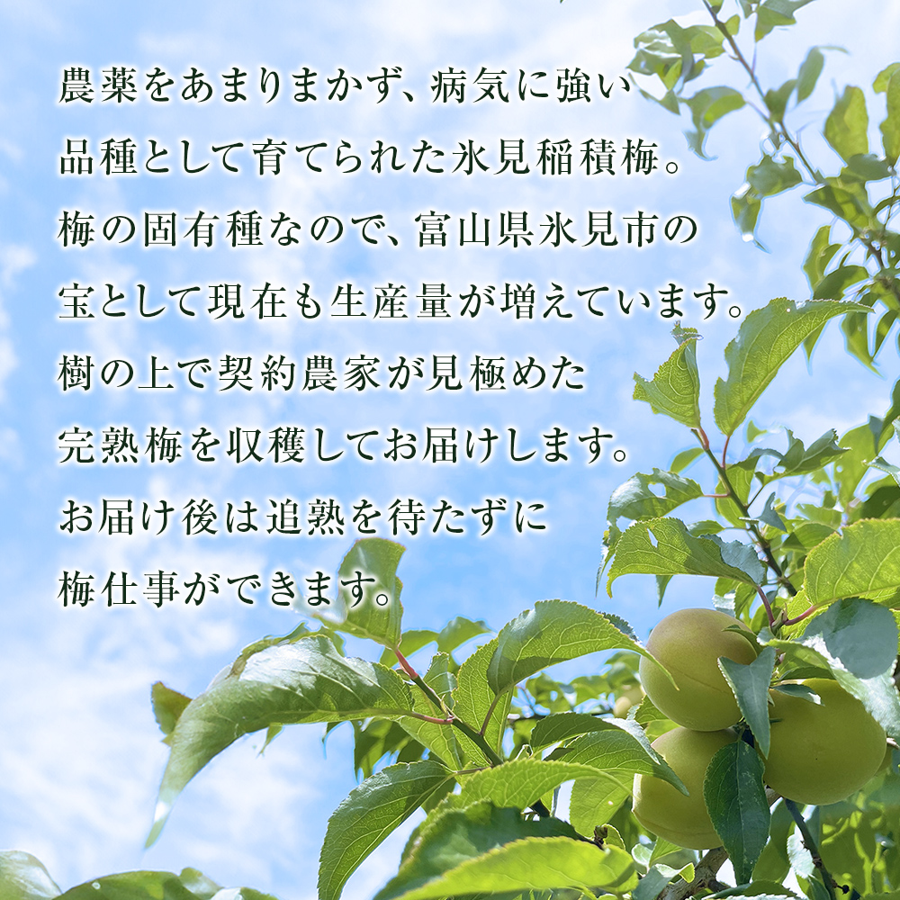 【先行受付】氷見稲積梅 生梅 梅MIX サイズいろいろ ＜6月下
