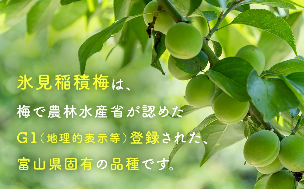 梅肉エキス 氷見稲積梅100% 2個 富山県 氷見市 国産 うめ 青