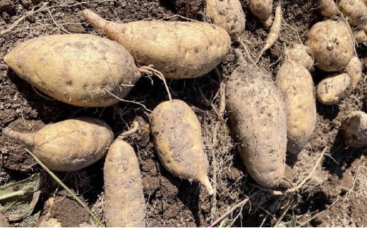 富山県産さつまいも いずみ 約5kg