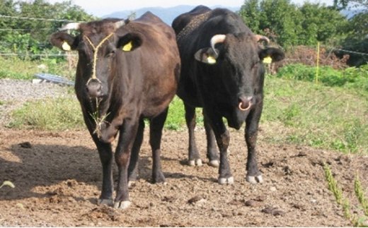 A4ランク以上！氷見牛ロースのすき焼き用肉990g 富山県 氷見
