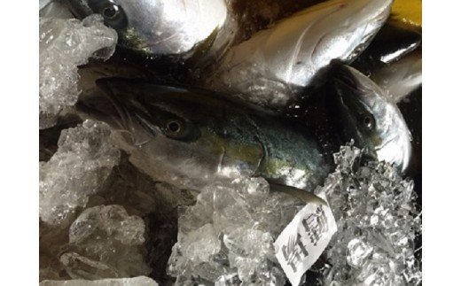 氷見産ぶり切り身 （汐ぶり 切り身・西京漬け・たまり醤油