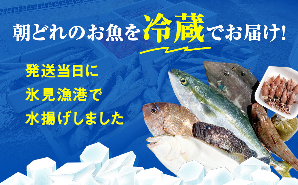 【配送地域限定】 産地直送 氷見漁港 朝どれ鮮魚お刺身セ