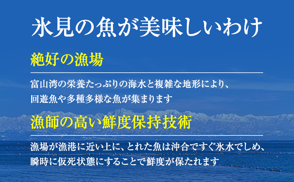 【配送地域限定】 産地直送 氷見漁港 朝どれ鮮魚お刺身セ