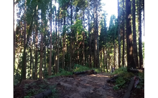 氷見の間伐材を利用した薪7kg