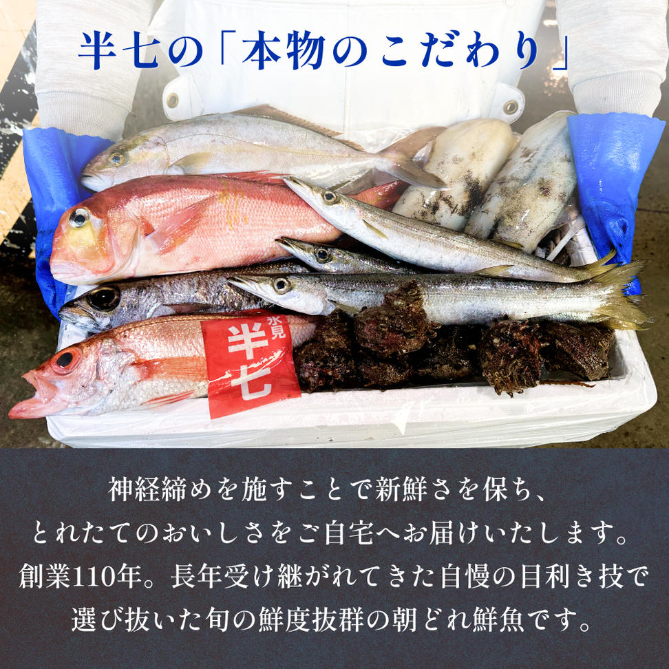 【隔月4回定期便】氷見港朝獲れ高級魚！丸っと贅沢直送便