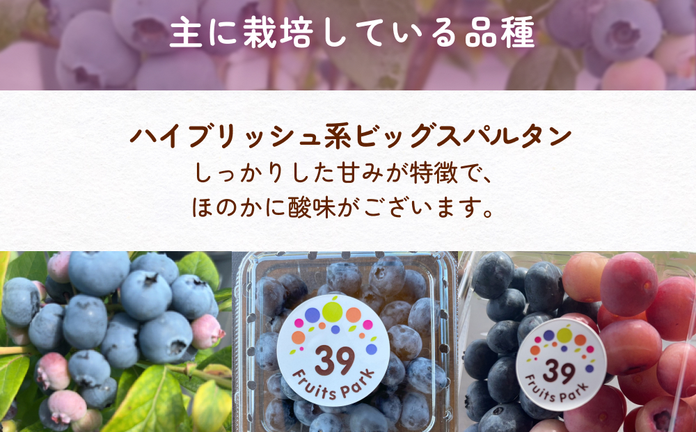 ブルーベリー摘み取り体験 小4パック（500～600グラム程度）