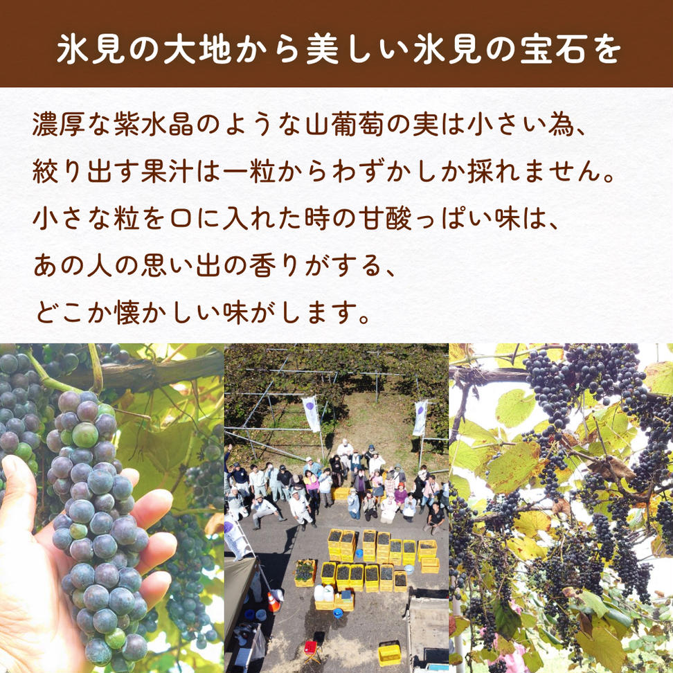 氷見山葡萄60%果汁飲料 180ml×8 ＜2025年11月以降発送開始＞  