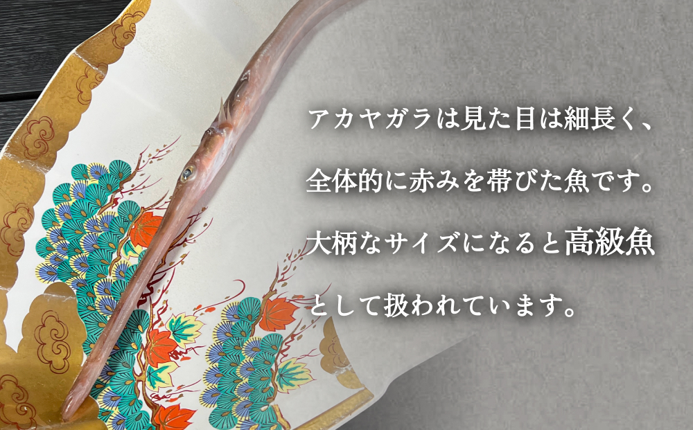  【期間限定】昆布締め アカヤガラ 200g　 富山県 氷見市 昆