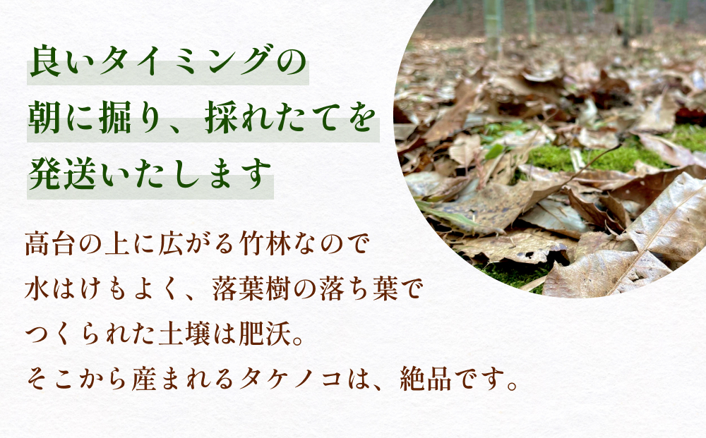 富山県産 旬の 天然 タケノコ 3kg 朝掘り 採れたて発送 ＜農