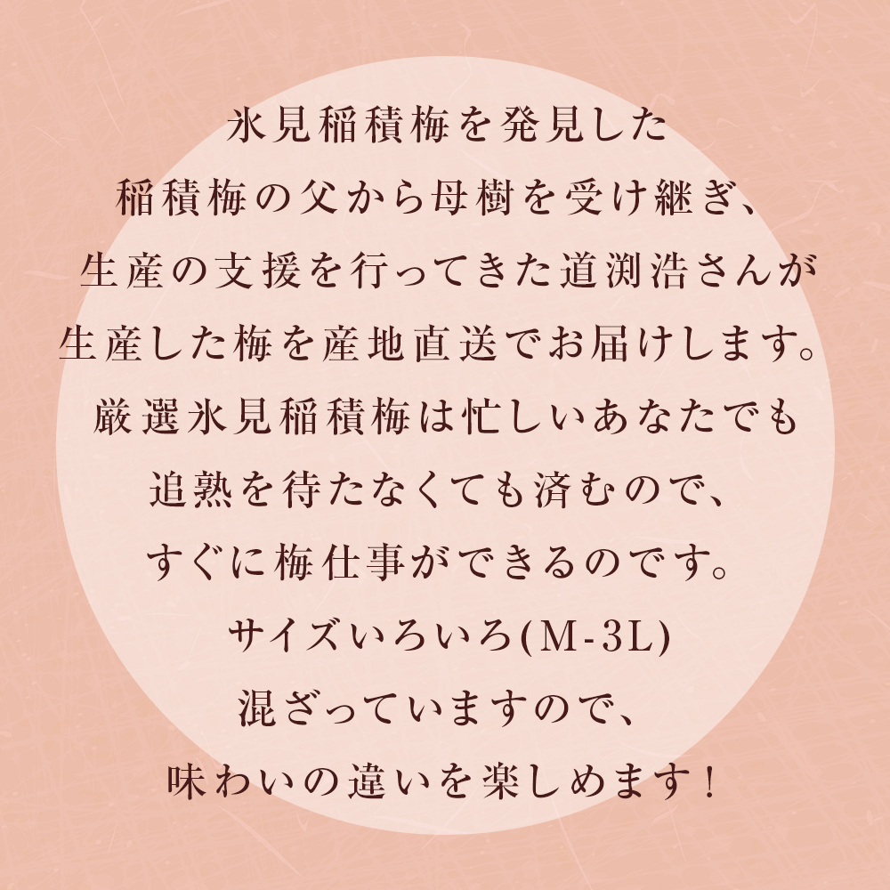 【先行受付】氷見稲積梅 生梅 梅MIX サイズいろいろ ＜6月下