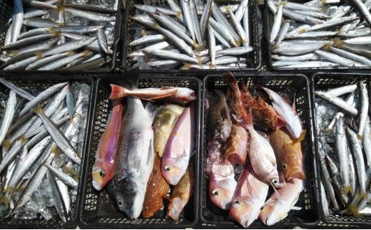 「釣り船・亀丸」釣り船乗船券（1名様 乗合便）　【チケッ