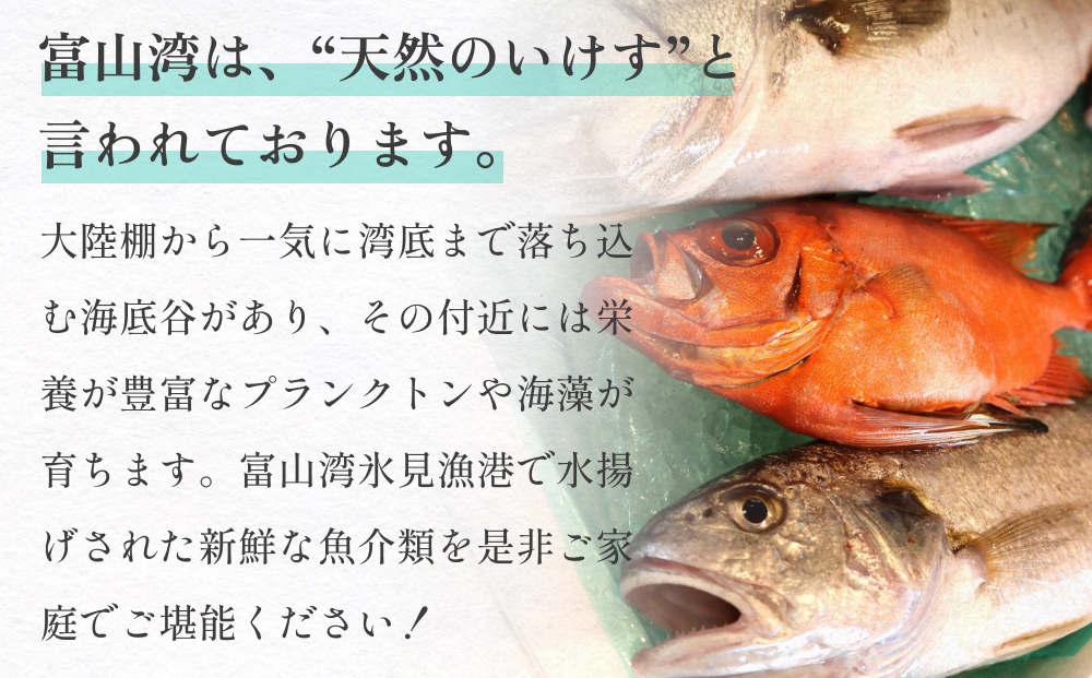 【３回 定期便】 氷見漁港朝どれ！旬の新鮮鮮魚おまかせセ