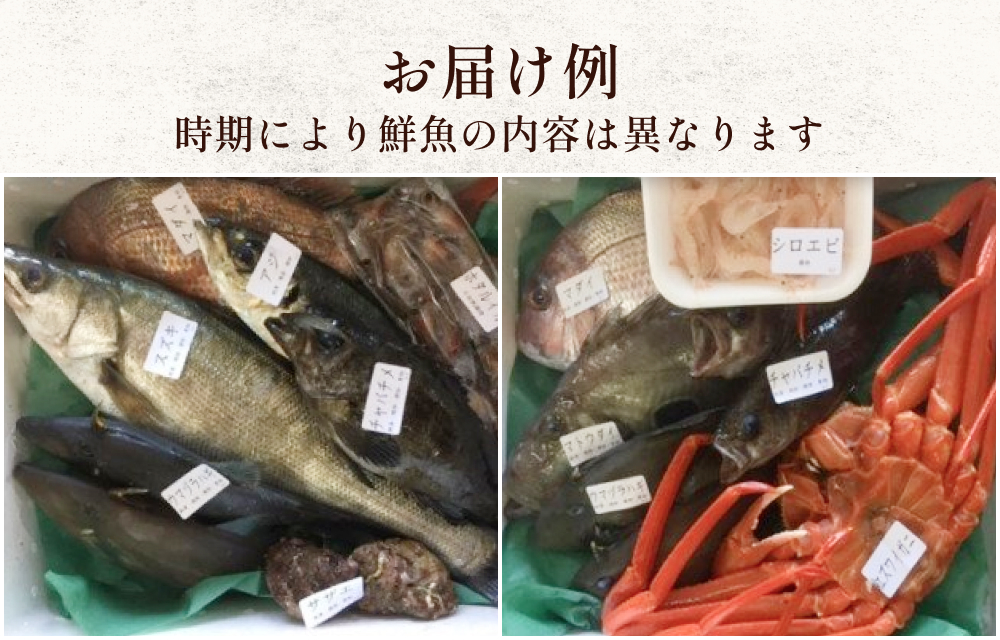 天然のいけす 富山湾 氷見漁港 旬の鮮魚セット※配送地域