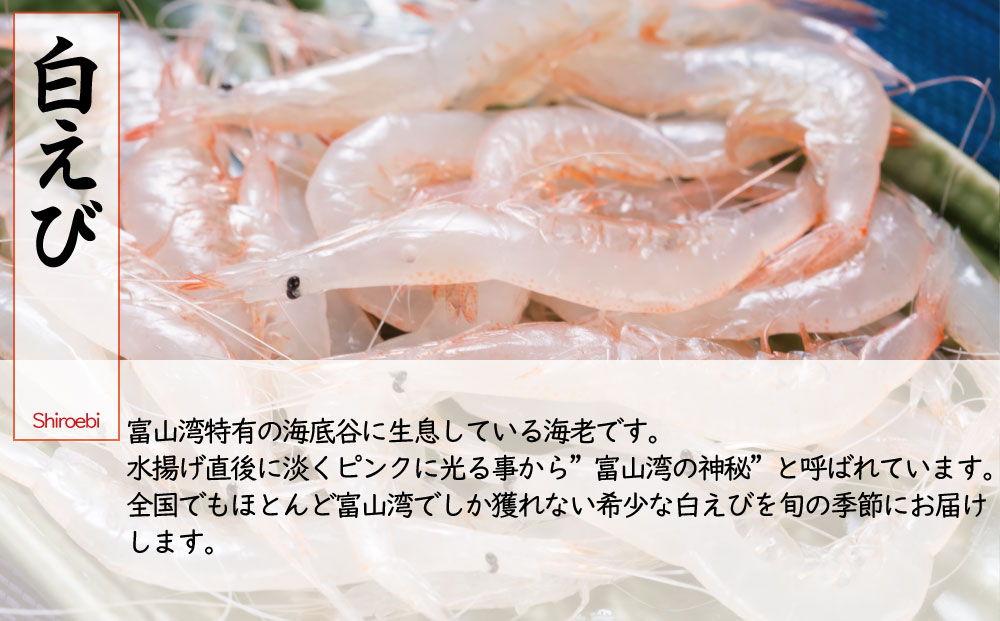 【年間3回定期便】『ホタルイカ』『白えび』『氷見ぶり』