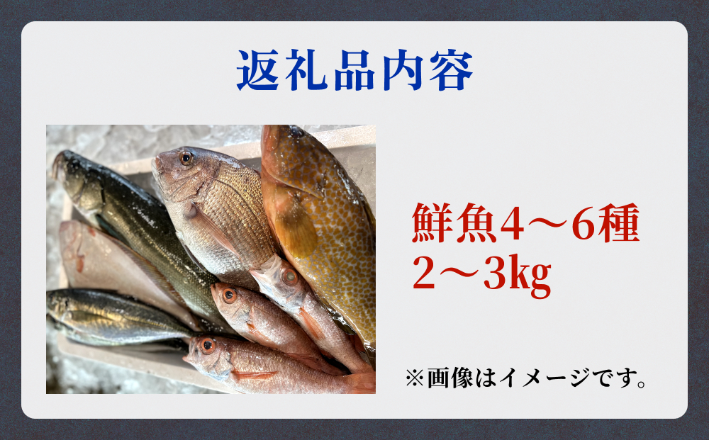 氷見港朝獲れ高級魚！丸っと贅沢直送便！　船上氷上締め