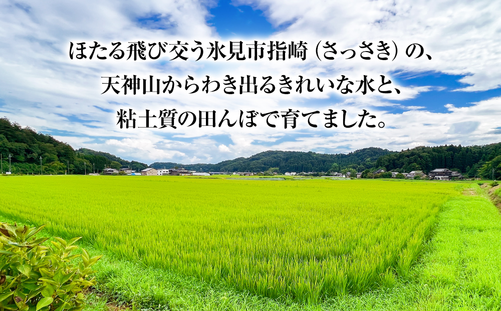令和7年産 富山県産特別栽培米 富富富５kg 無洗米＜2025年9月