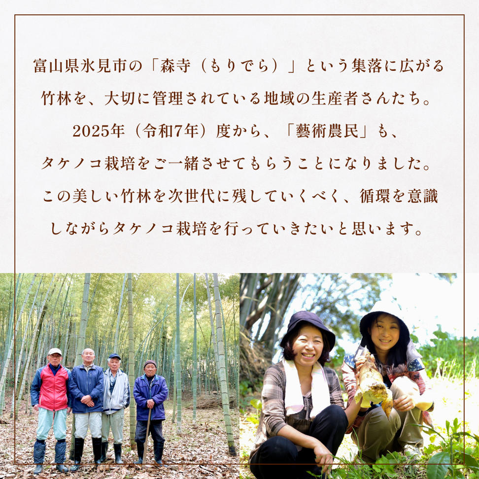 富山県産 旬の 天然 タケノコ 5kg 朝掘り 採れたて発送 ＜農