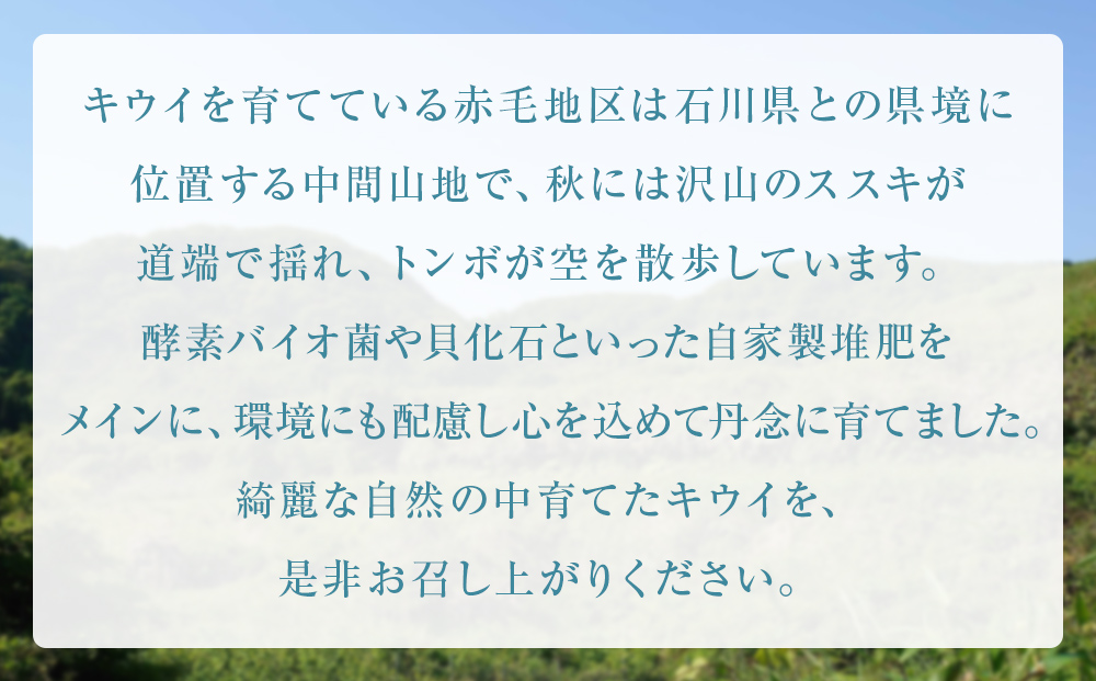 訳あり翡翠グリーン3kg（小玉、擦り傷、日焼け） 数量限定 