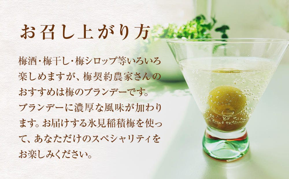 【先行受付】氷見稲積梅 生梅 梅MIX サイズいろいろ ＜6月下