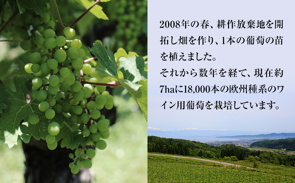 【先行予約】SAYS FARM ワイン4本セット ＜2026年3月以降順次発