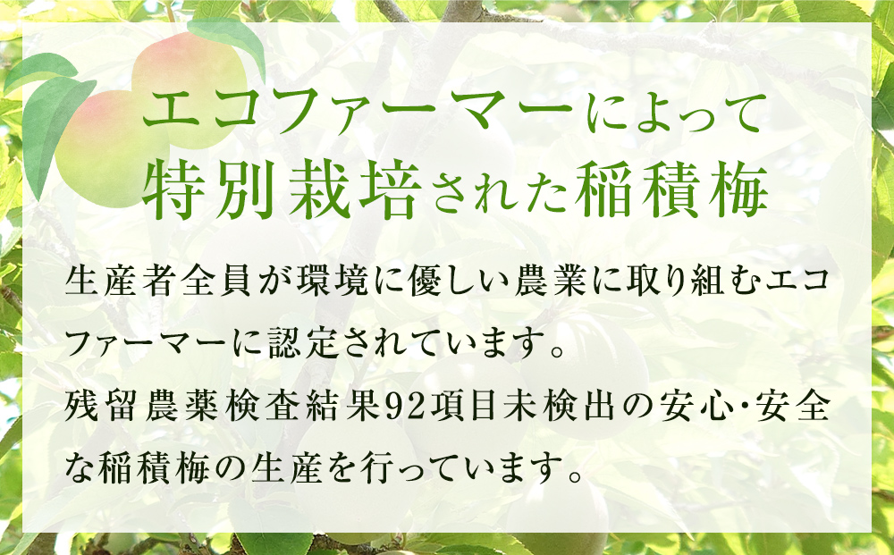 氷見稲積梅酒原酒（2本セット）｜富山 氷見 エコファーマ