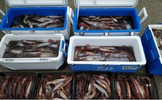 「釣り船・亀丸」釣り船乗船券（1名様 乗合便）　【チケッ