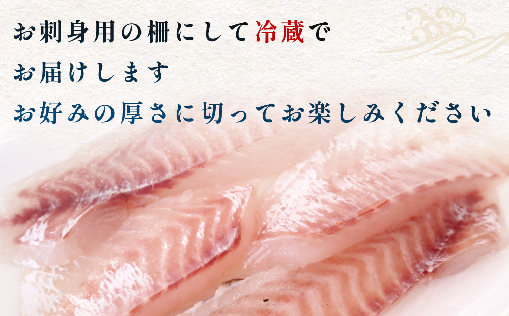 【３回 定期便】 氷見漁港朝どれ！旬の新鮮鮮魚おまかせセ