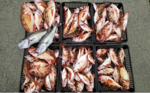 「釣り船・亀丸」釣り船乗船券（1名様 乗合便）　【チケッ