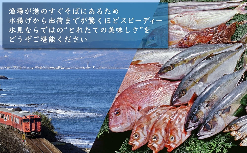 【冷蔵】お刺身 詰め合わせ（サク）4,5人前（5種類）　釣屋魚問屋直営 ひみ岸壁市場