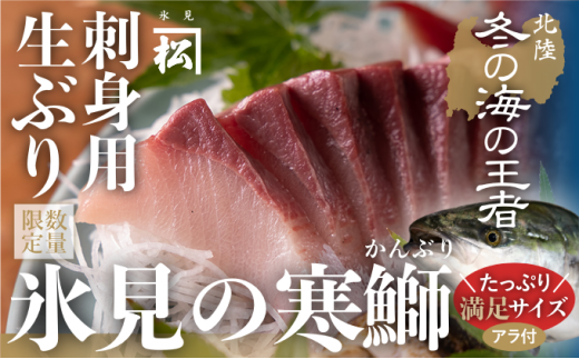 【先行予約】【魚問屋直送】天然「生ひみ寒ぶり」刺身用 