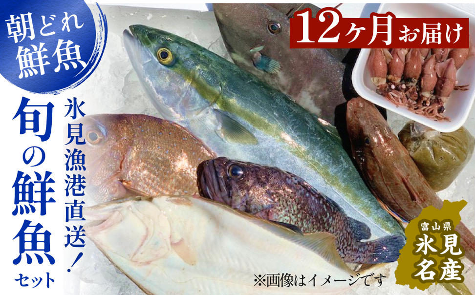 【定期便12ヶ月 】天然のいけす 富山湾 氷見漁港 旬の鮮魚