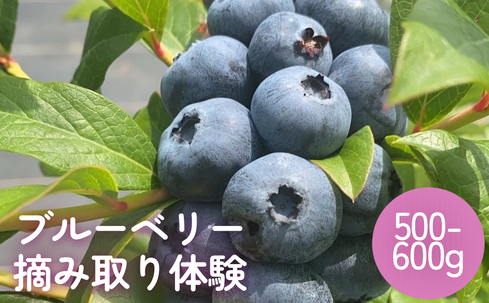 ブルーベリー摘み取り体験 小4パック（500～600グラム程度）