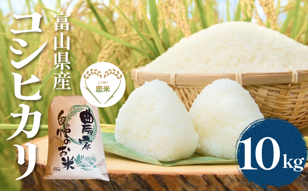 富山県産コシヒカリ 10kg　恋米（ここまい） 天風穂（あま