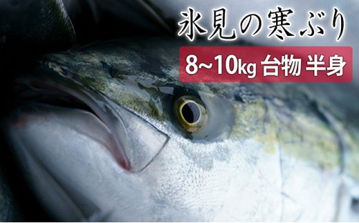 【先行予約】【期間限定】＜半身＞氷見の寒ぶり　8～10kg台
