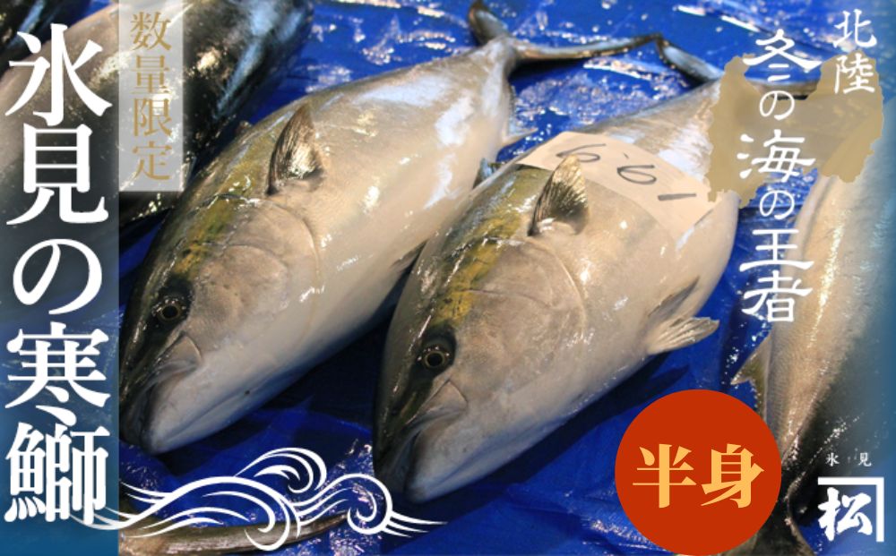 【先行予約】 天然寒鰤 『ひみ寒ぶり』＜半身＞※配送エリ