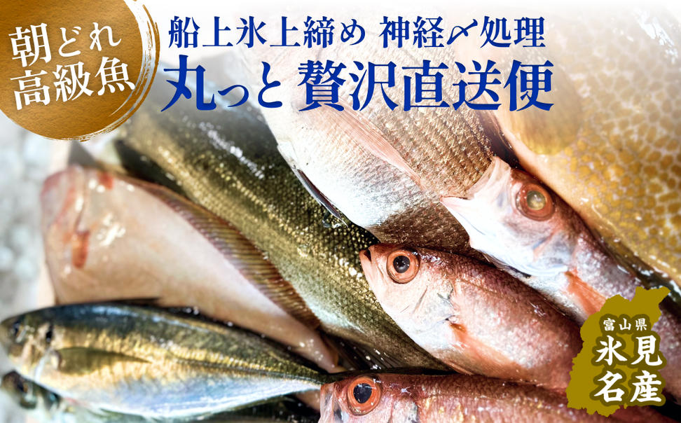 氷見港朝獲れ高級魚！丸っと贅沢直送便！　船上氷上締め