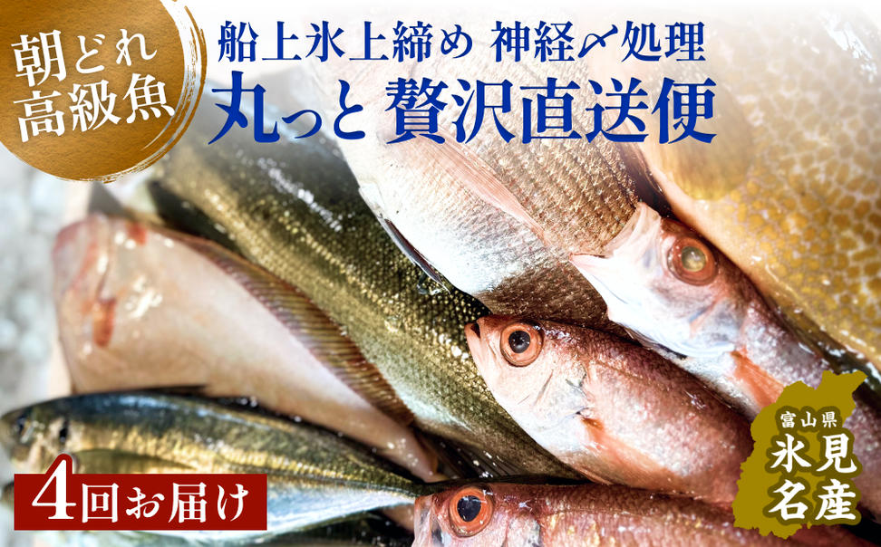 【隔月4回定期便】氷見港朝獲れ高級魚！丸っと贅沢直送便