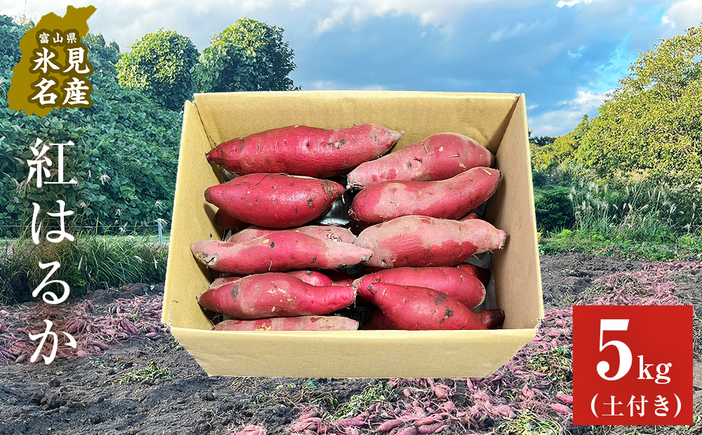 【先行予約】＜紅はるか＞富山県産 さつまいも 5kg 【2026年1