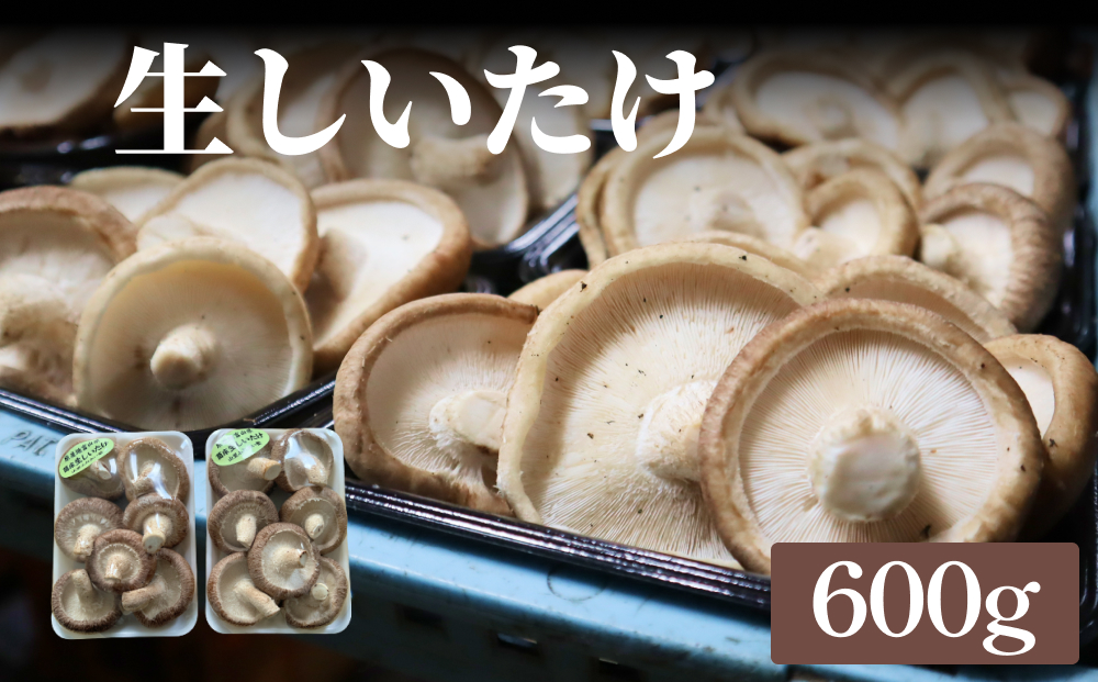 生しいたけ 約600g 富山県 氷見市 シイタケ 椎茸 国産 生