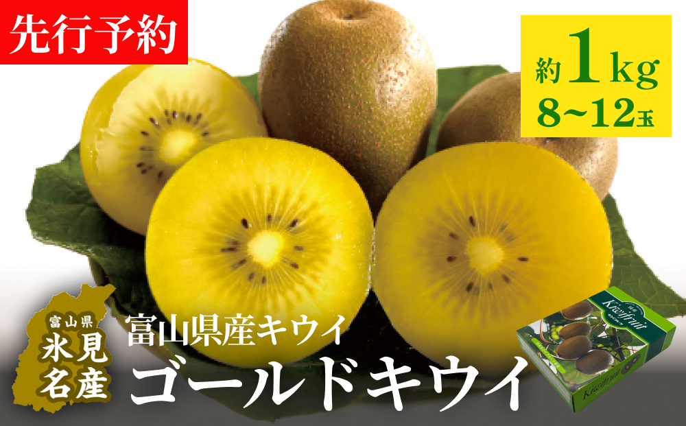 [先行予約]富山県産キウイ(ゴールドキウイ)約1kg(8〜12玉) [11月中旬以降順次発送] 富山県 氷見市 果物 フルーツ キウイ