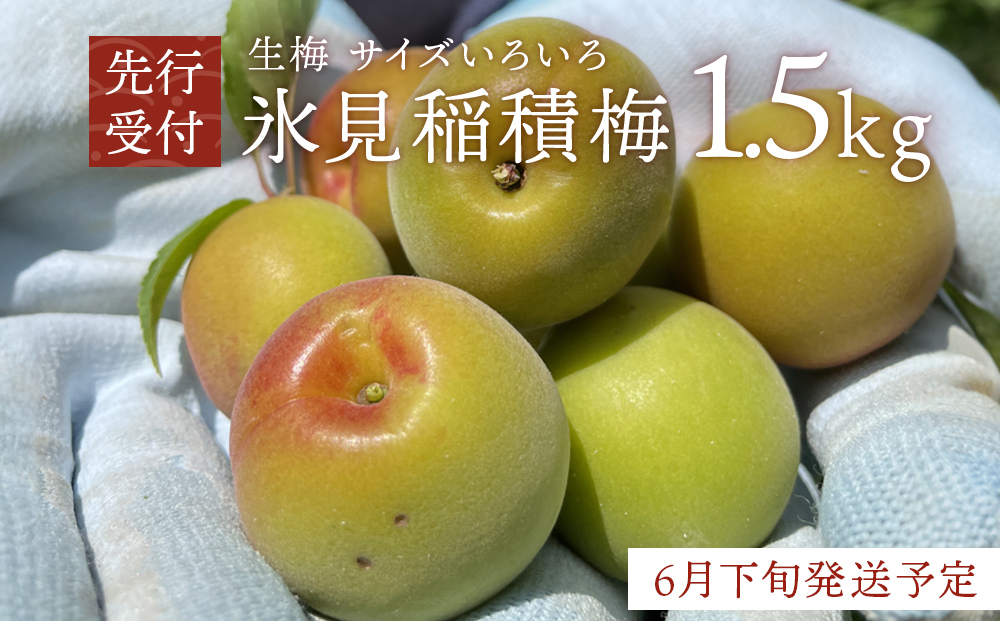 【先行受付】氷見稲積梅 生梅 梅MIX サイズいろいろ ＜6月下