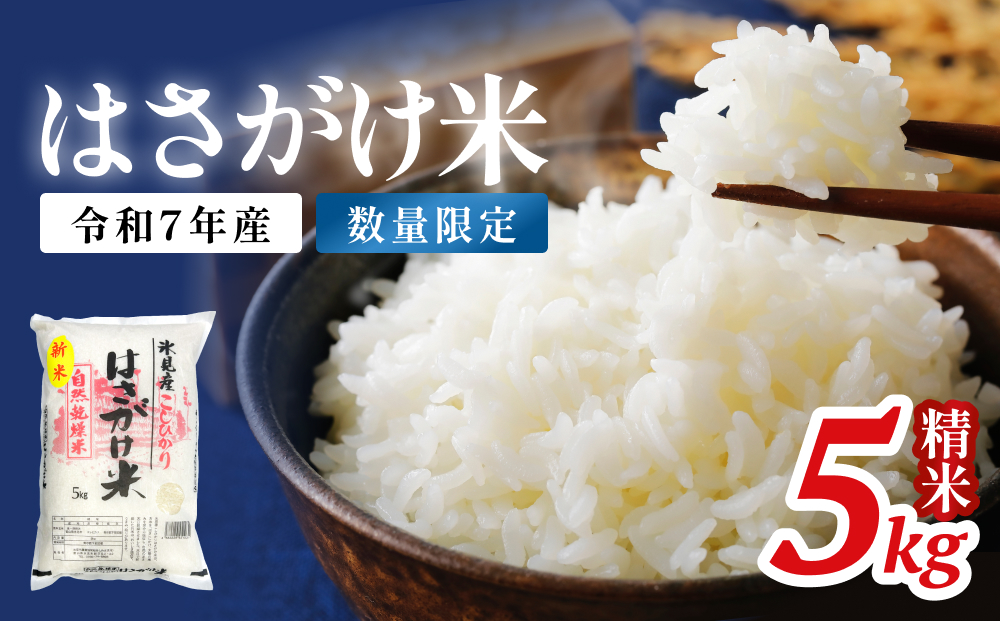 《数量限定》令和７年産 はさがけ米 精米5kg 富山県 氷見市