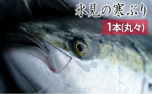【先行予約】【期間限定】氷見の寒ぶり一本（丸々1本）【