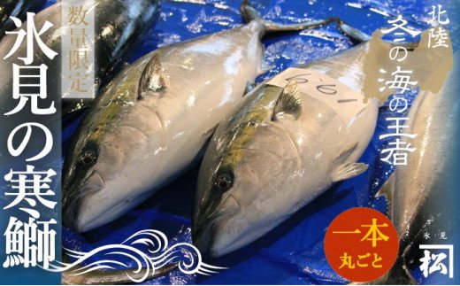 【先行予約】天然寒鰤 『ひみ寒ぶり』一本丸ごと便※配送