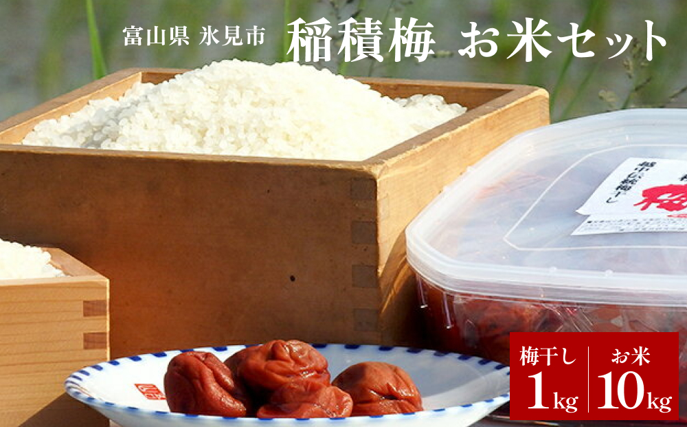 梅干し お米（10kg）付き！｜　富山県 氷見市 固定種 稲積梅