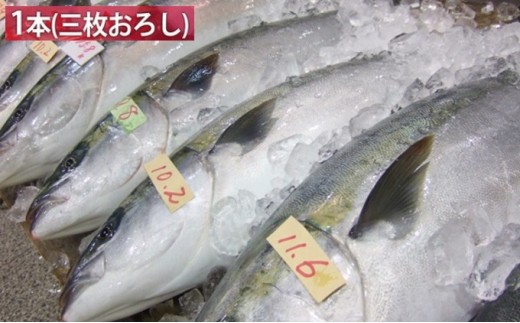 【先行予約】ひみ寒ぶり 1本プラン 【三枚おろし】 ※配送