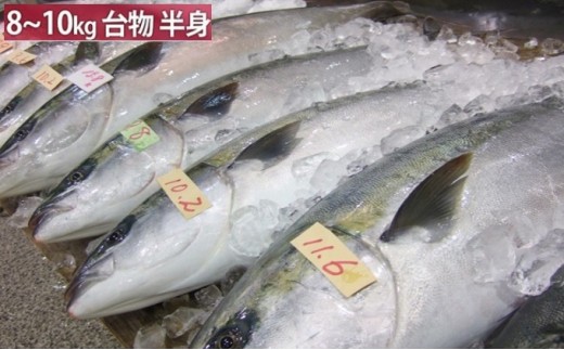 【先行予約】 ひみ寒ぶり 半身プラン ※配送エリア限定